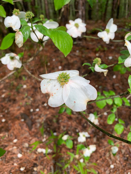 Liver detox (month supply)