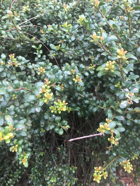 Allergy (respiratory) herbal blend